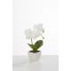 Fehér orchidea 74cm