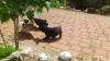 Francia bulldog fekete kiskutyák