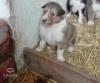 Border collie kiskutyák eladók Szekszárdon