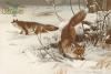 Állat, róka, vadász, vászonnyomat, 30x42 cm-es kép