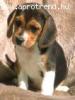 Eladó Beagle Tricolor kiskutyák!