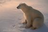 Vászon kép, Jegesmedve egyedül a hóban, Vadállatok
