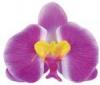 Virág-dísz, Orchidea (Lila)