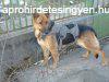 Gyönyörű németjuhász kutya keresi szerető gazdiját