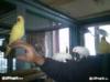 Papagáj kézzelnevelt papagájok eladóak több fajta