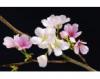 Poszter tapéta Cherry Blossoms F627