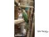 eladó 2016 os nagy sándor papagájok