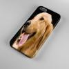 Golden Retriever kutya iPhone 4 4s tok hátlap