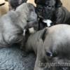 Francia bulldog kiskutyák elfogadásra