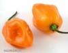 Habanero Orange chili paprika mag, magok - 10db