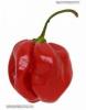 Habanero Red chili paprika mag, magok - 10db