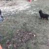 Rottweiler szuka kiskutya