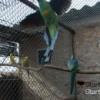 Barnard papagáj