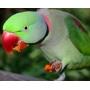 Nagy Sándor papagáj (Psittacula eupatria)