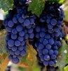 Eladó 4,2 ha minőségi borszőlő ültetvény az Egri Borvidéken