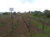 6200nm szőlő tanyával fácánkerti úton Tolnán eladó