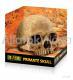Exo-Terra Primate Skull emberi koponya odú PT2855