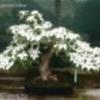 Cornus kousa chinensis bonsai fa mag!2db!