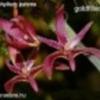 Bulbophyllum patens...orchidea 50mag NÖV.-317