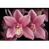 Cymbidium Rose orchidea