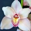 Cymbidium Sugar Lee orchidea