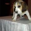 fajtatiszta Beagle kiskuty eladó