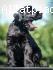 Óriás fekete schnauzer szuka kölyök kutya eladó