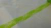 Csipke szalag zöld (2,5 cm 10 m)